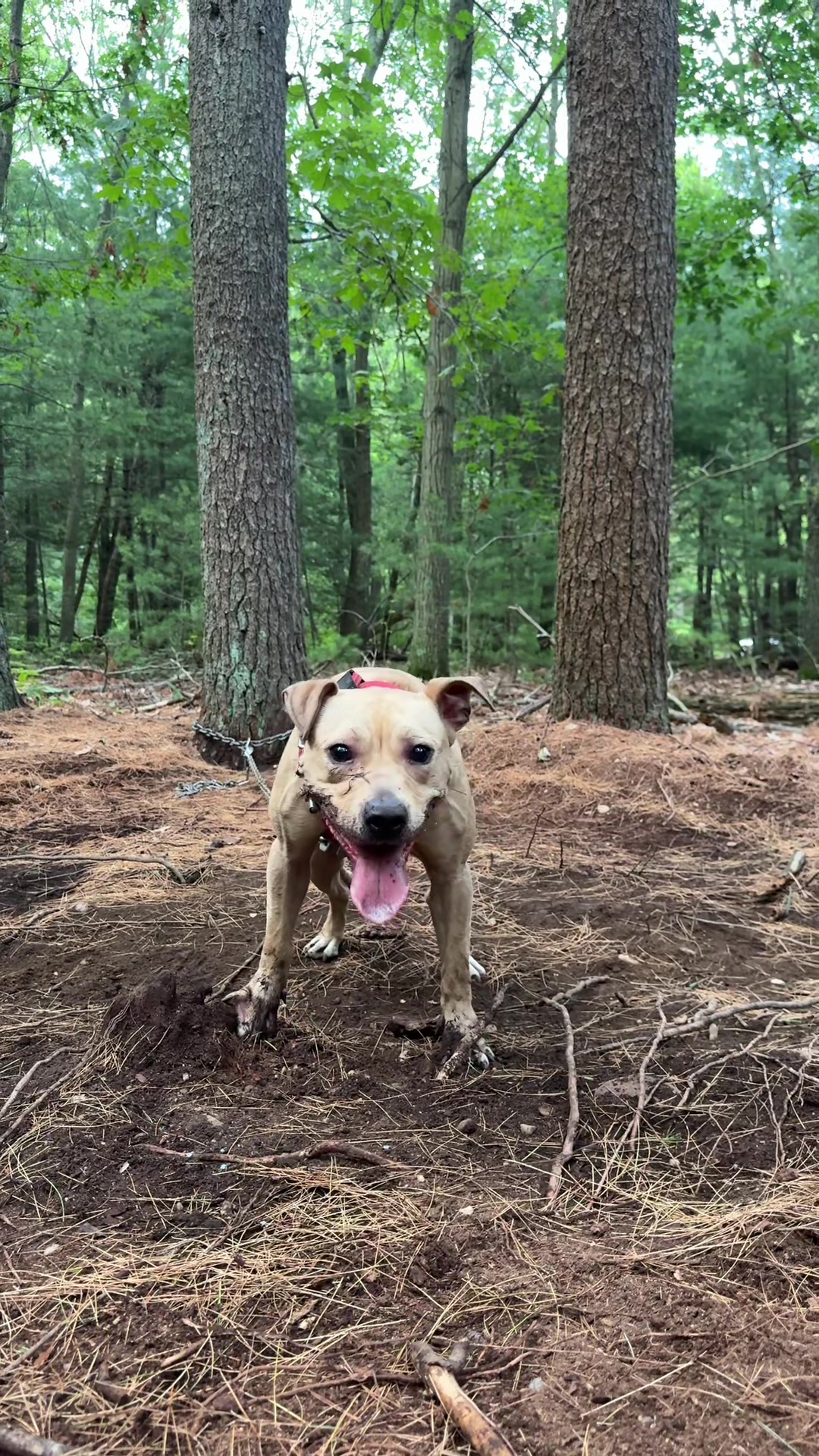 @Rocha_apbt