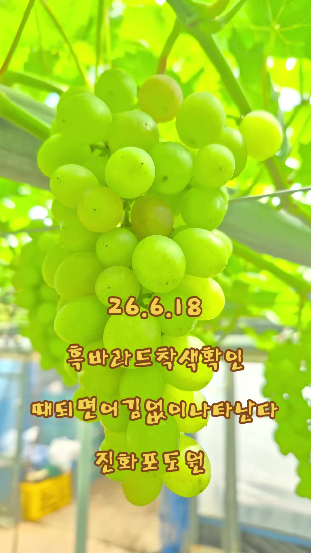 @진화포도원