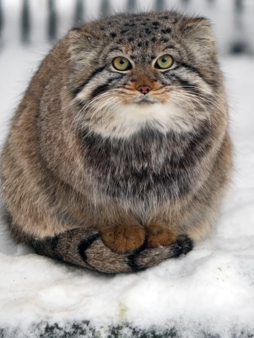 @Mundo Animal