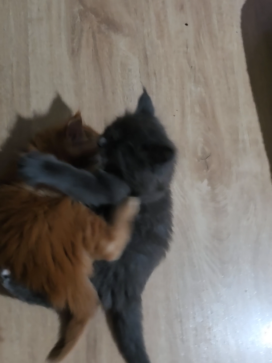 @Peaky Claws Cattery
