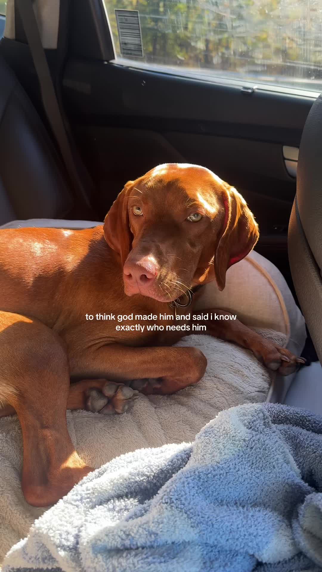 @briston the vizsla ♡