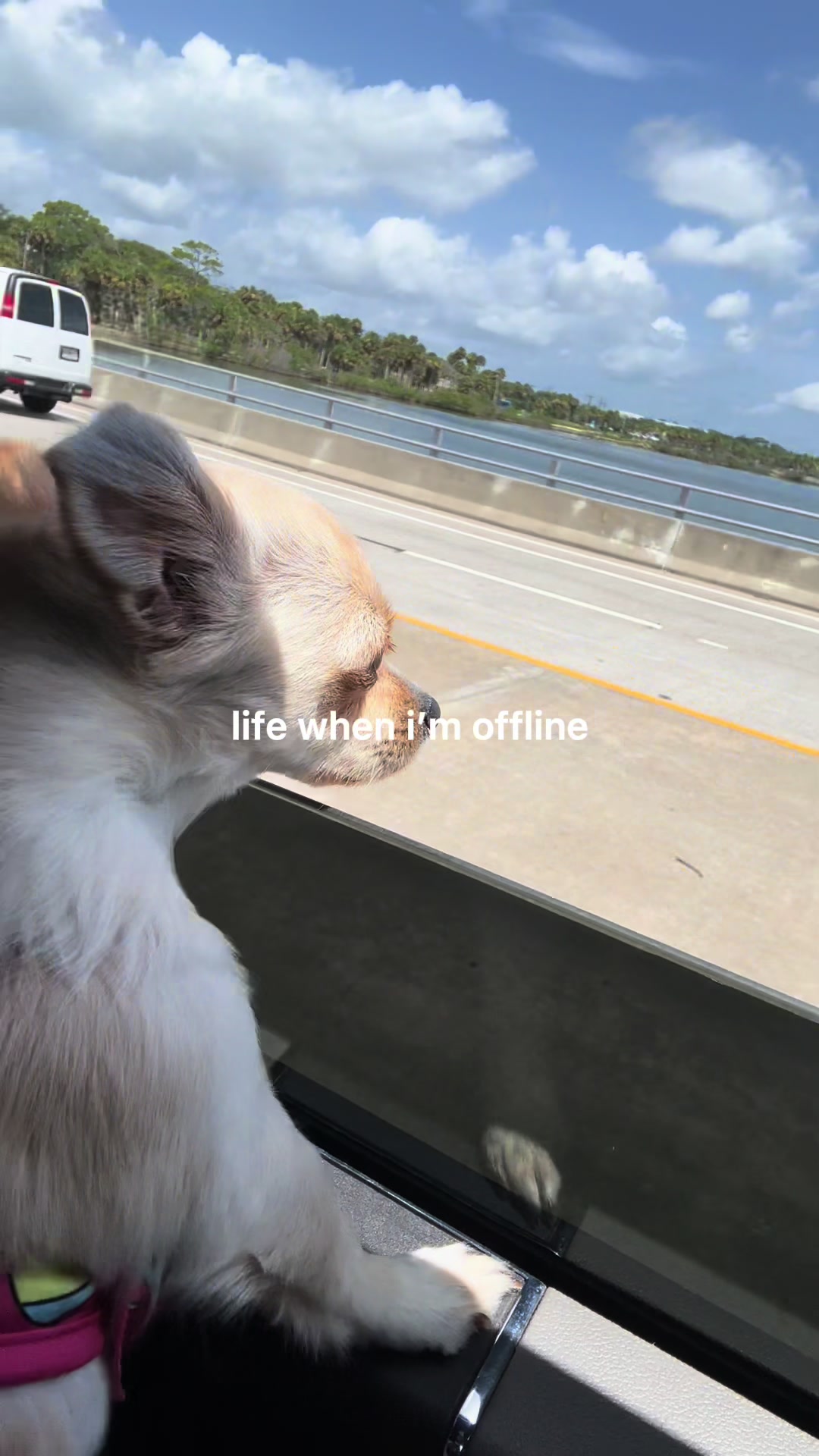 @🐕🐾MayaTheChihuahua🐾🐕