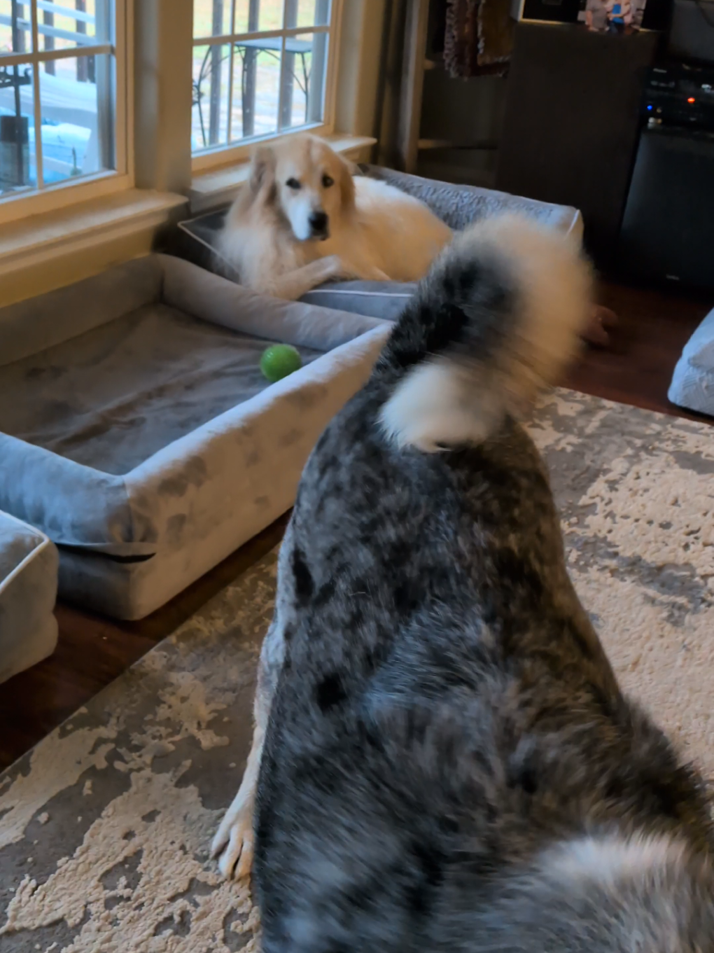 @TheBoopSnoots