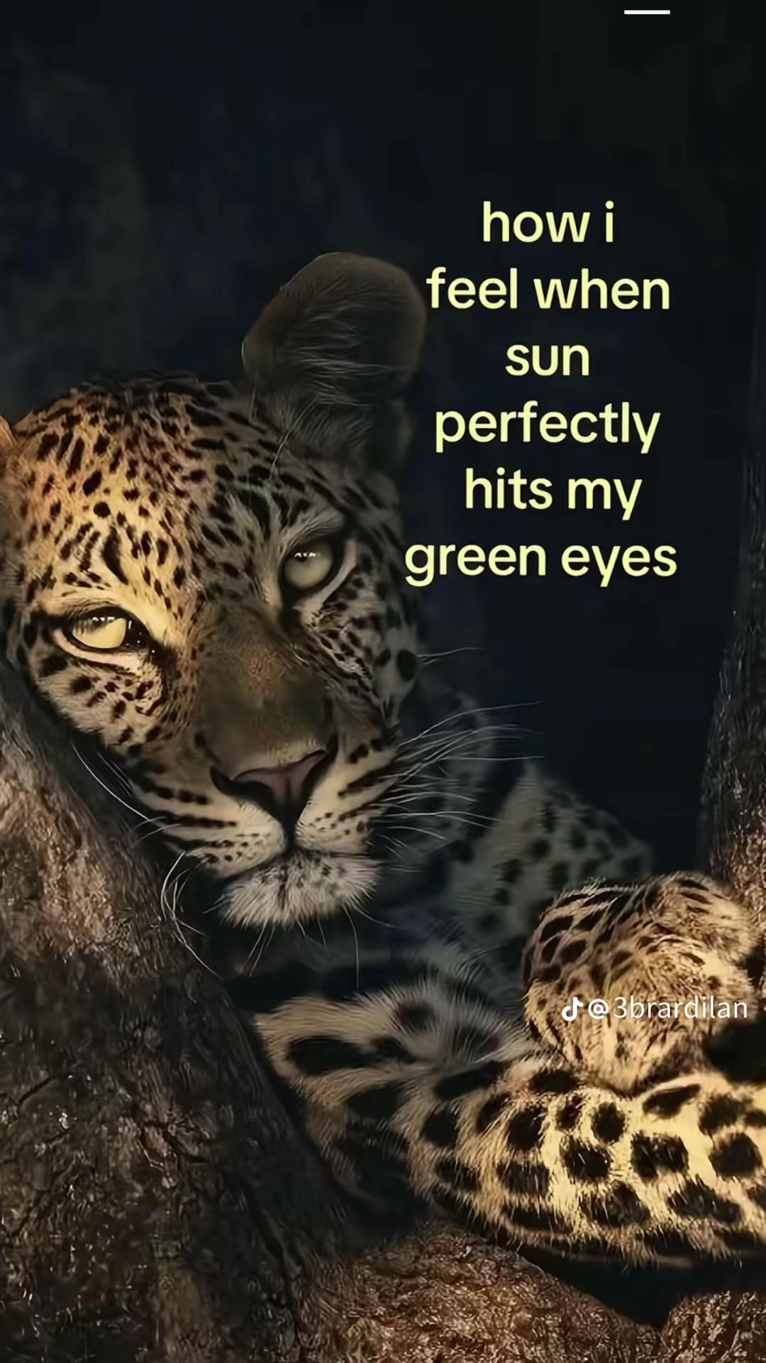 @yurfav_persiann