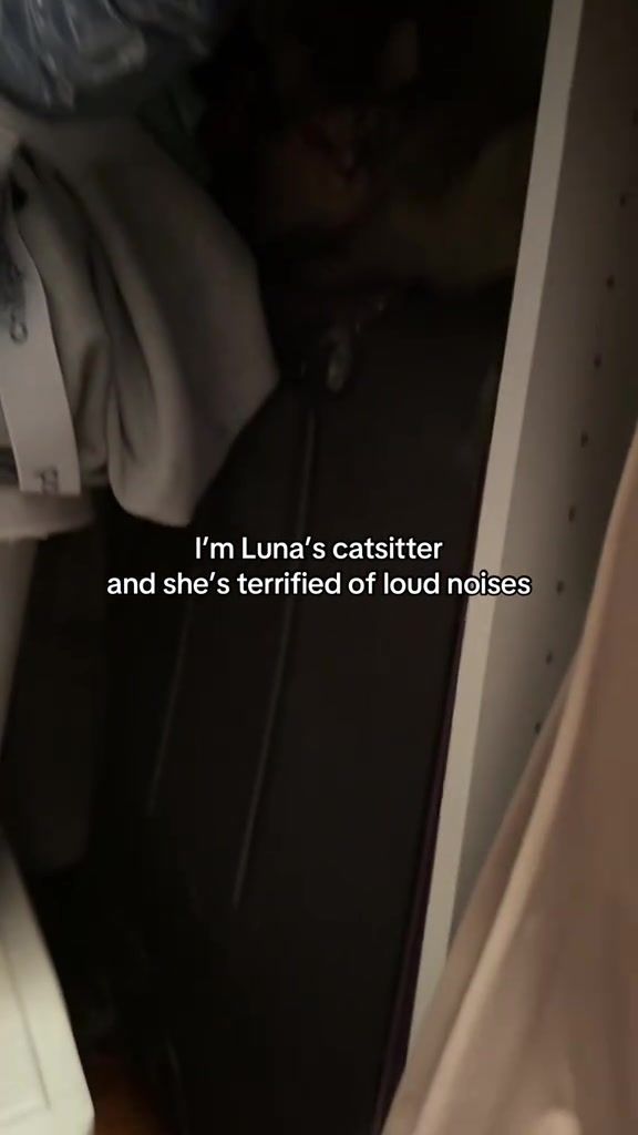 @Auntie Julie - The Cat Sitter