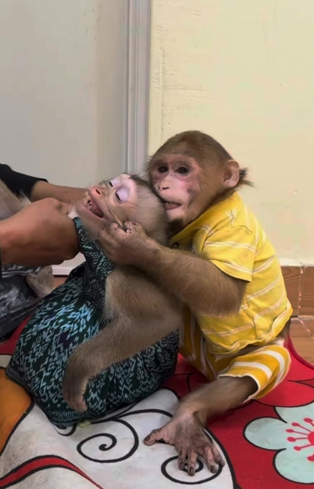 @monkey masaou1234