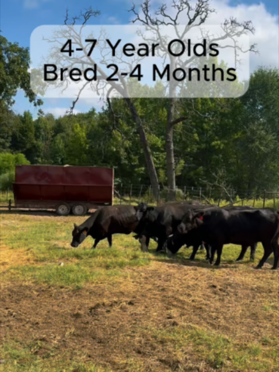@Rutherford Land and Cattle