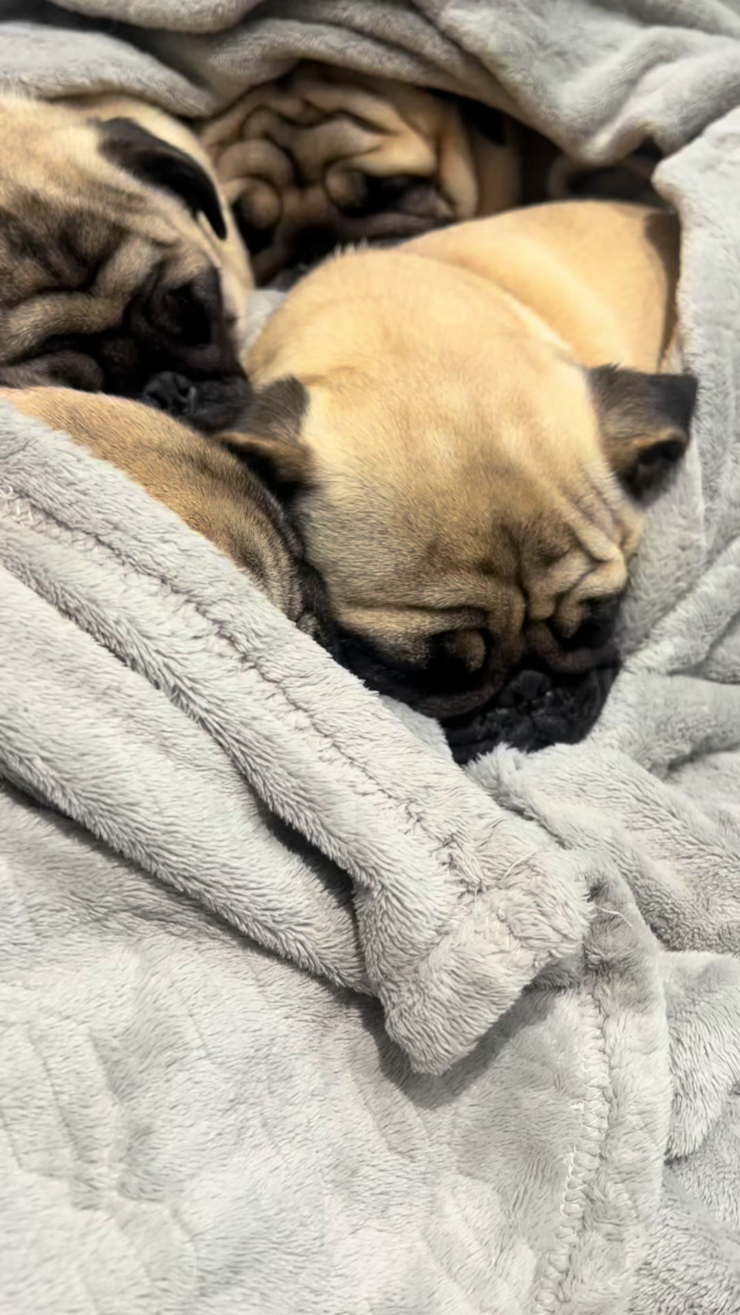 @pugSofyHarry