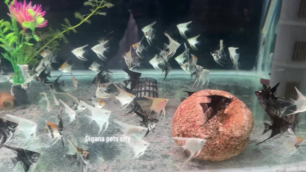 @Digana pets city