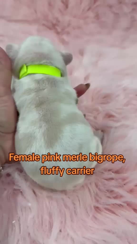 @Tommy_Yari_Frenchie