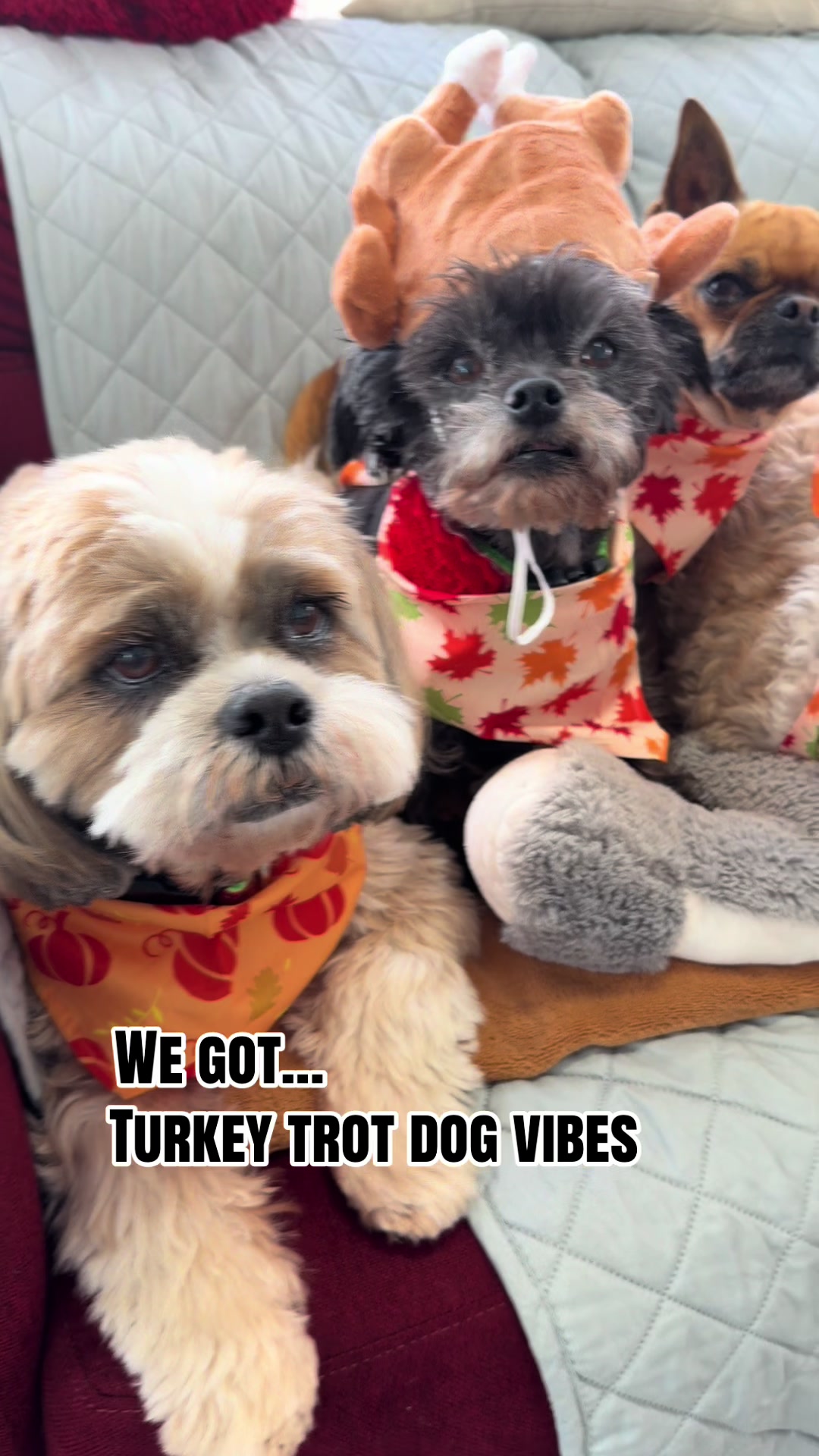 @Dogville | 8 Rescue Dogs 🐾