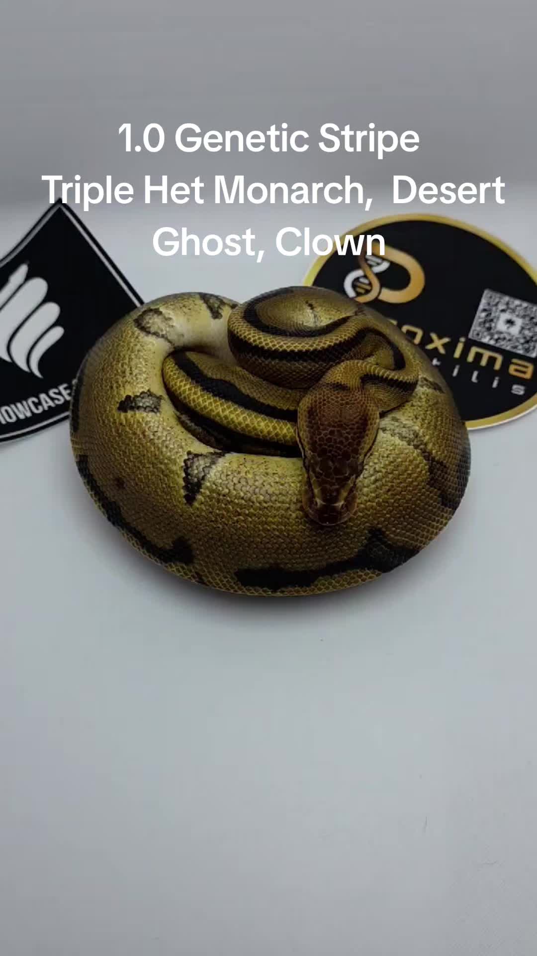 @Proxima Reptilis