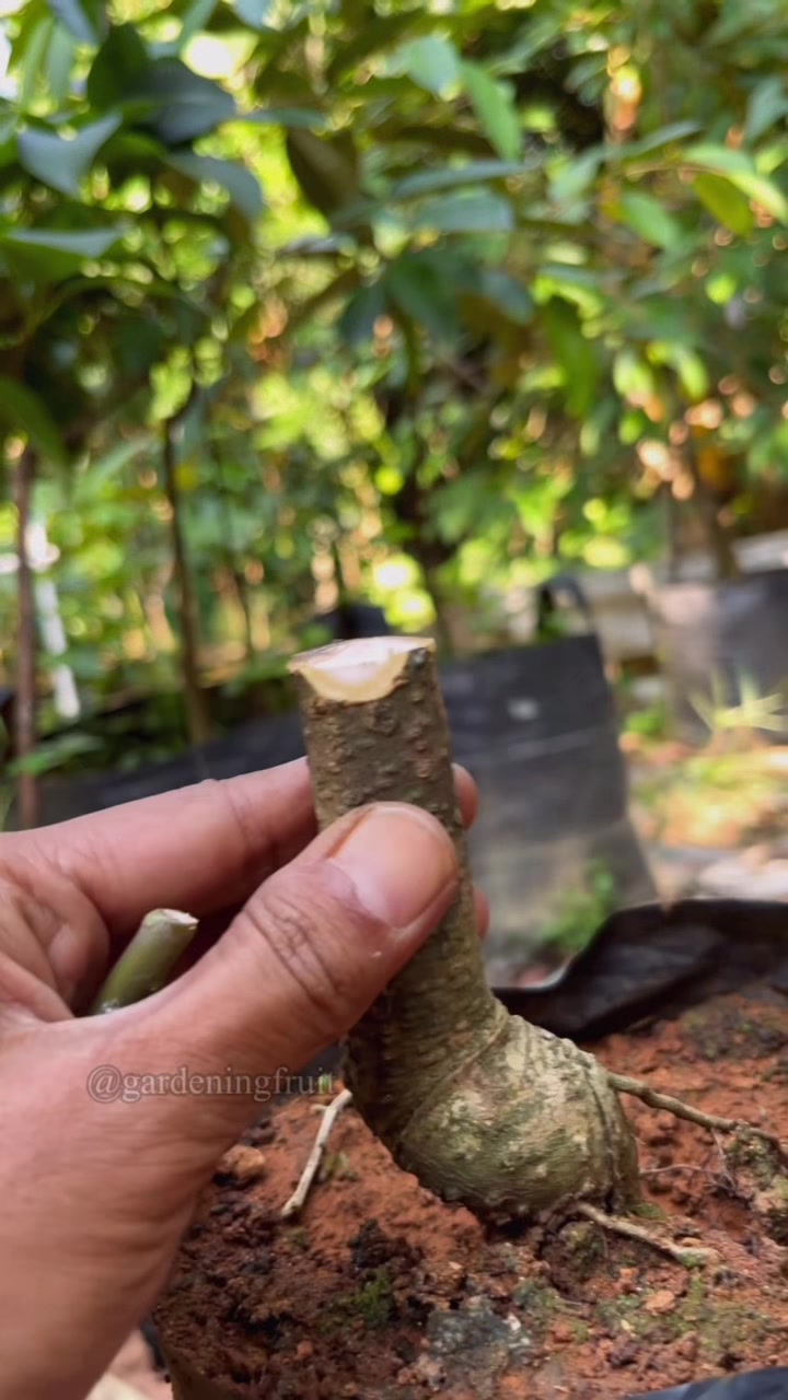 @GardeningFruits