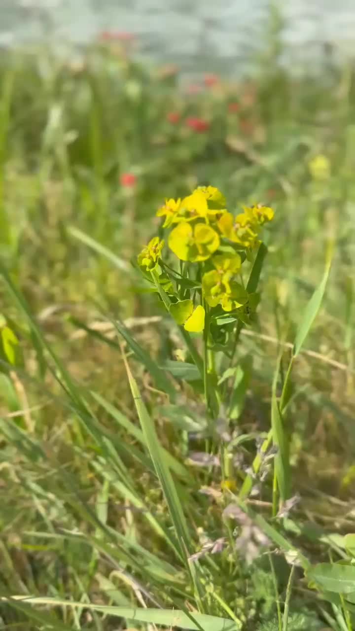 @Nax&ccedil;ıvan🖤