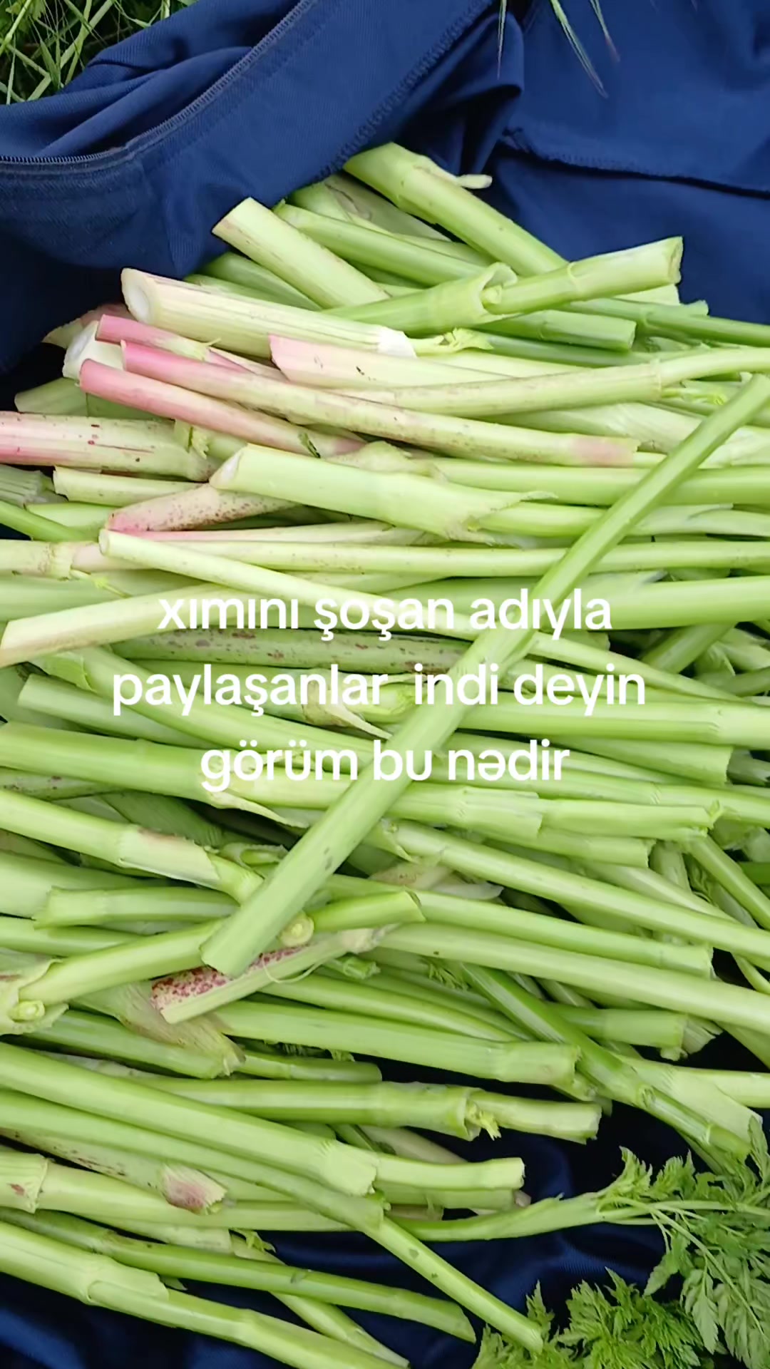 @VETERAN  041