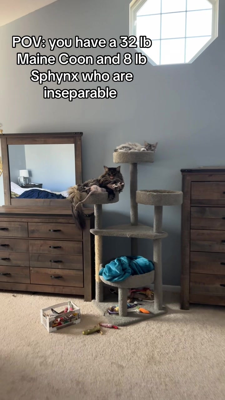 @Taylor & Cats 🐱
