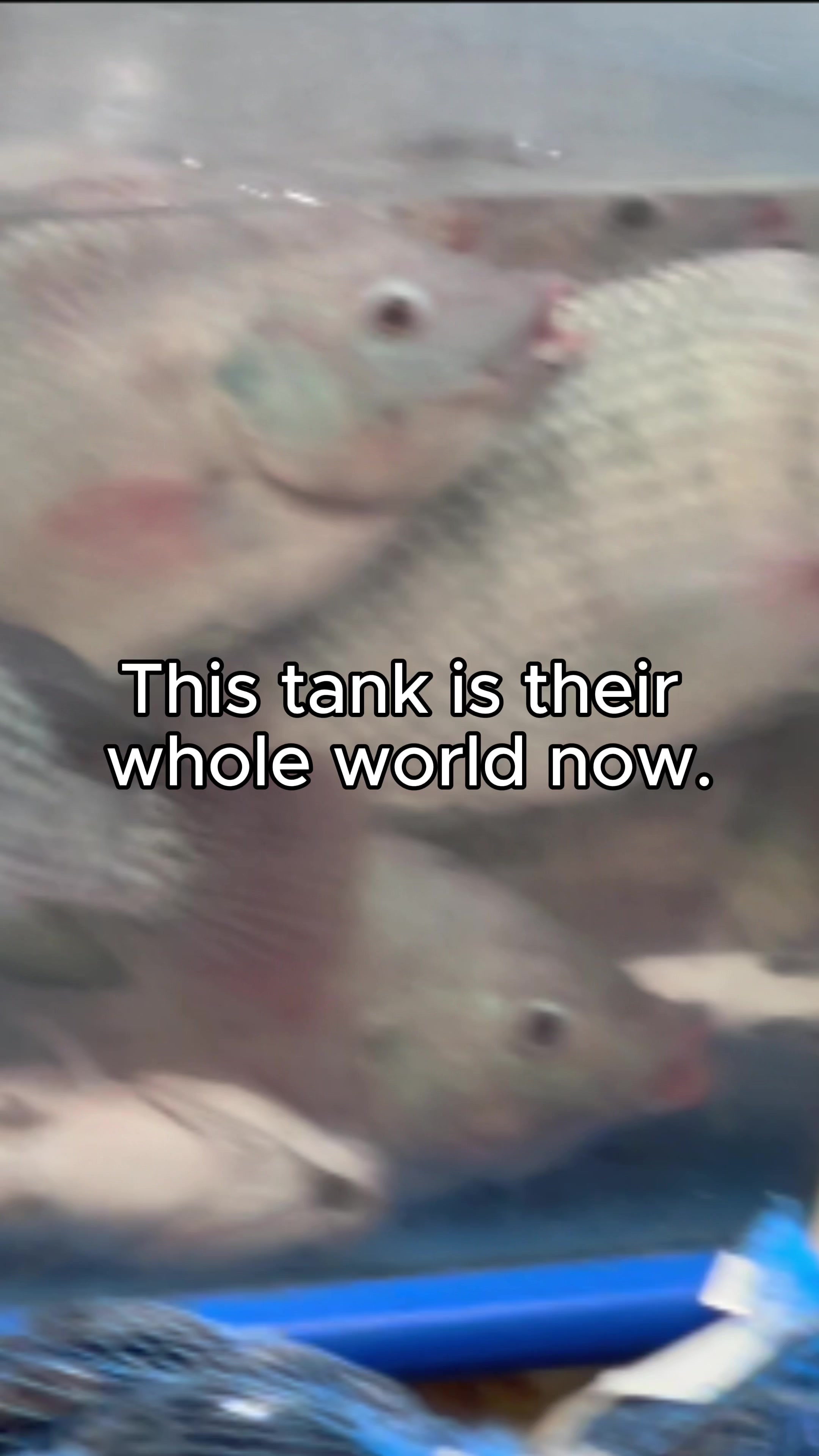 @Animal Outlook
