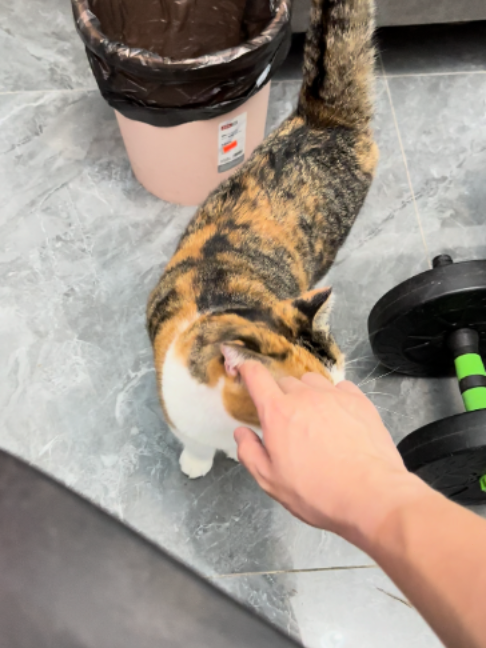 @pawspacetide