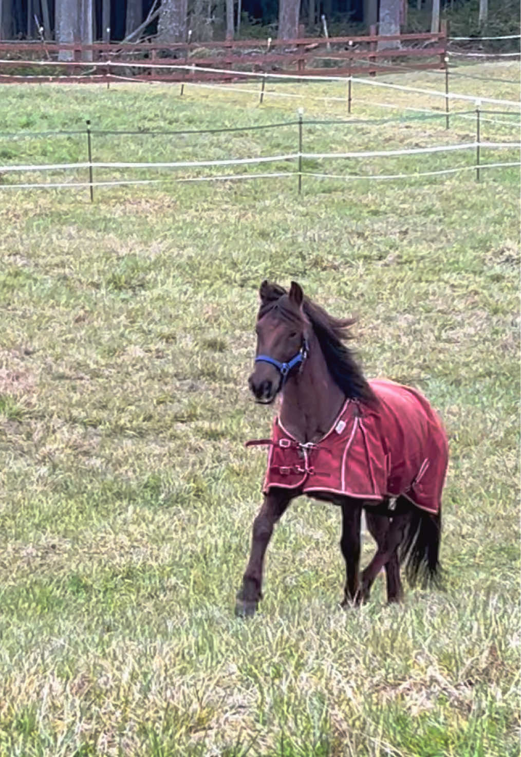 @Viv’s Ponies