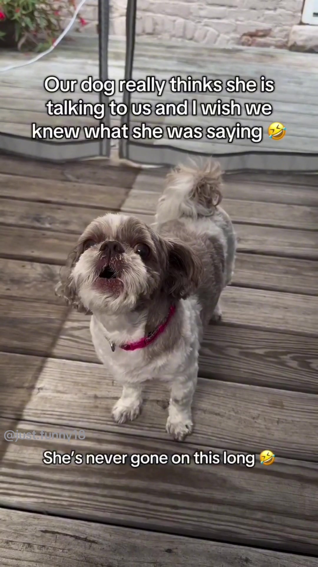 @Funny Animals😽🐶❤️
