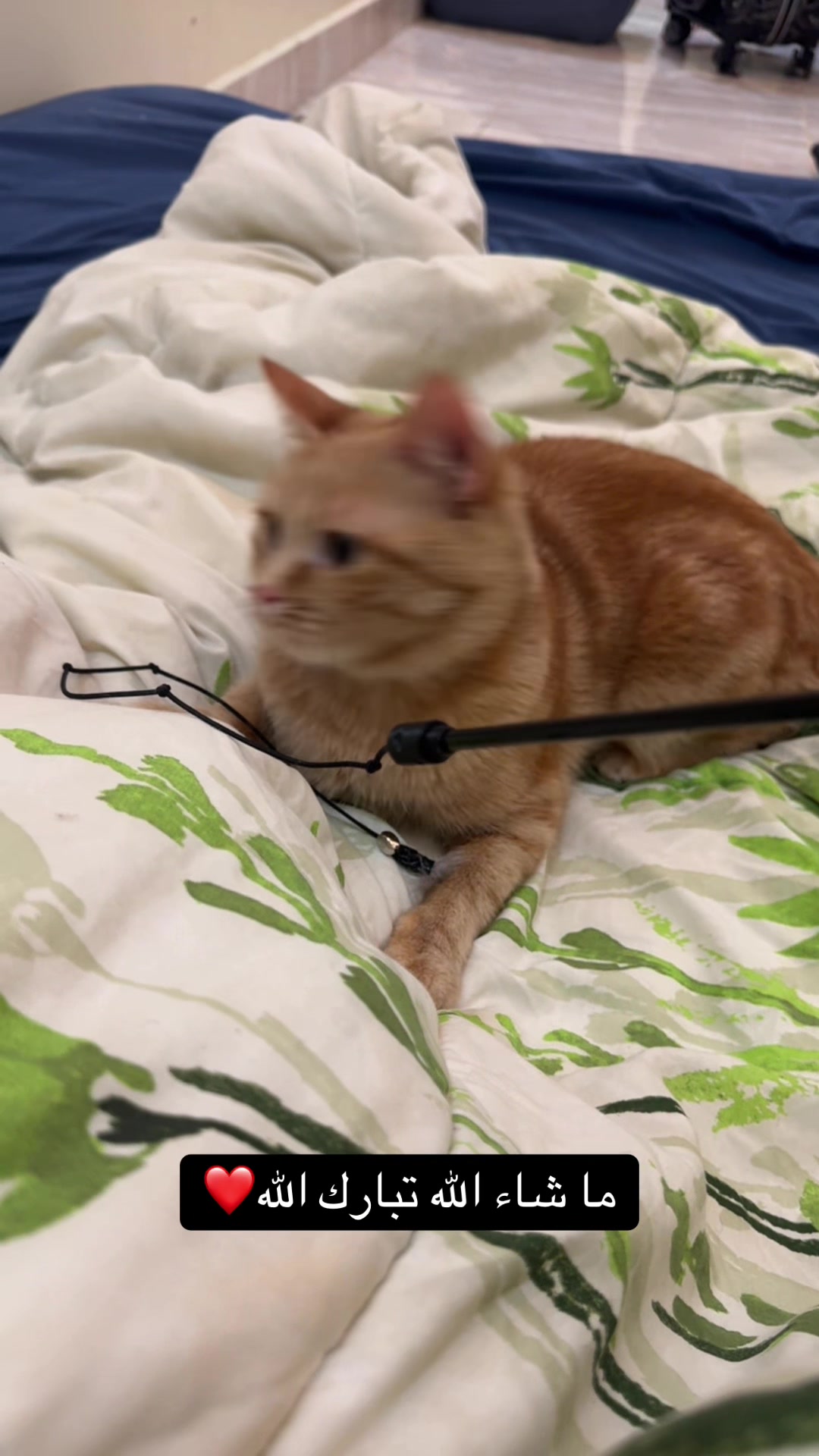 @3aslTheCat