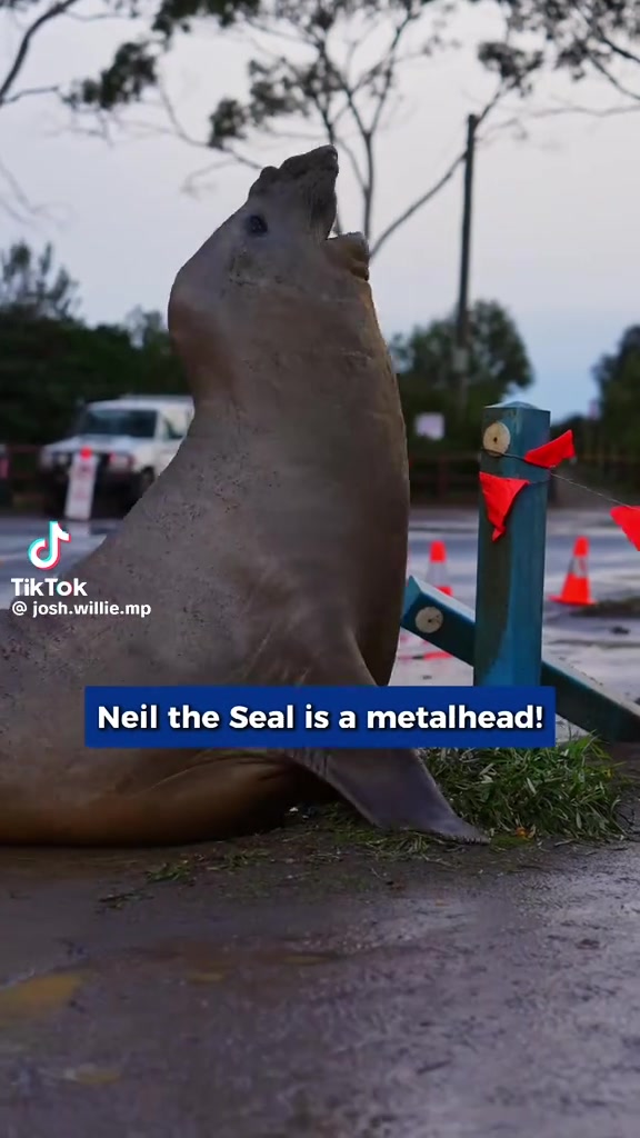 @Neil the Seal 🦭