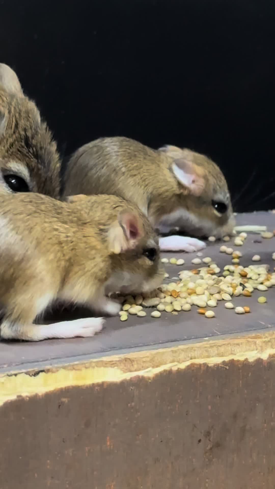 @Tiny Tails Mousery