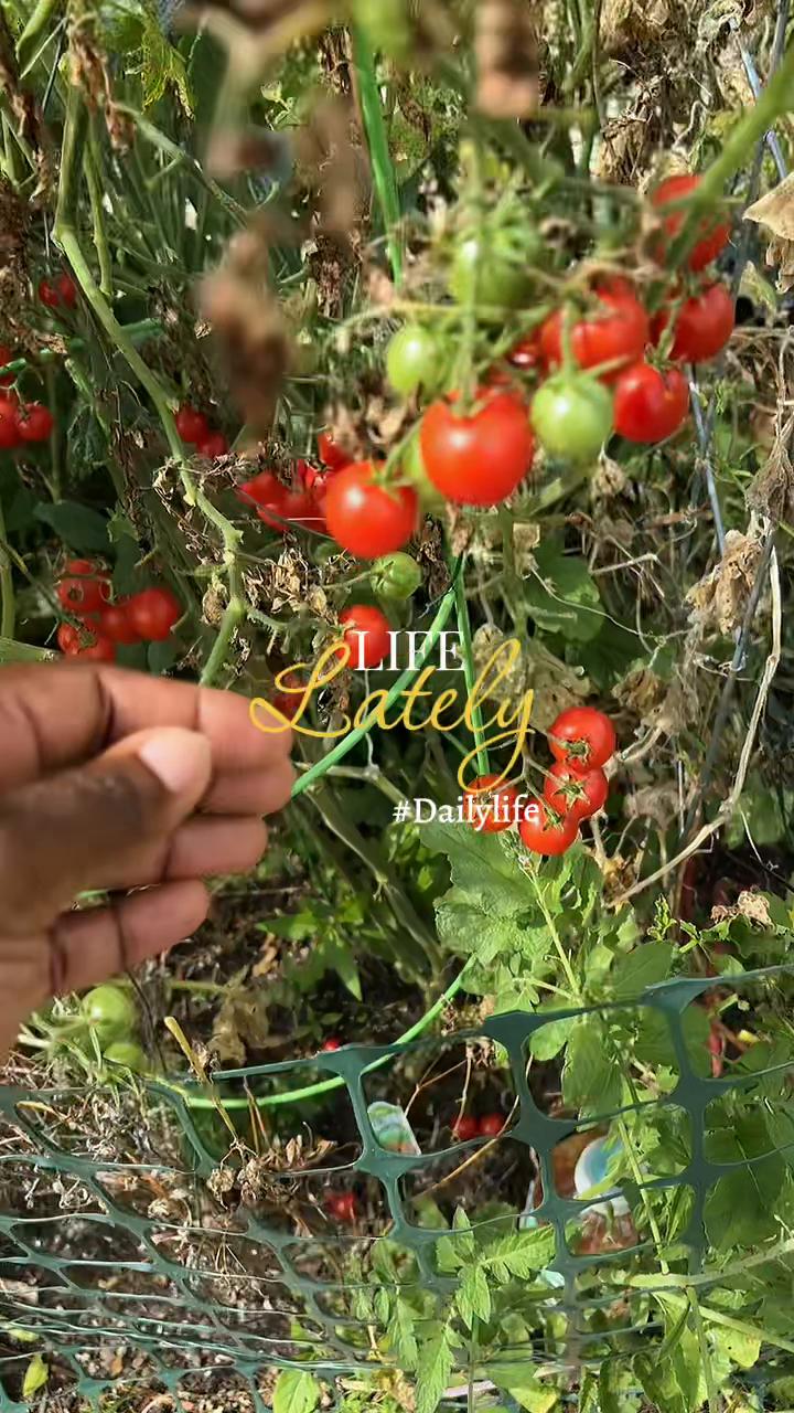 @greengirlgardens