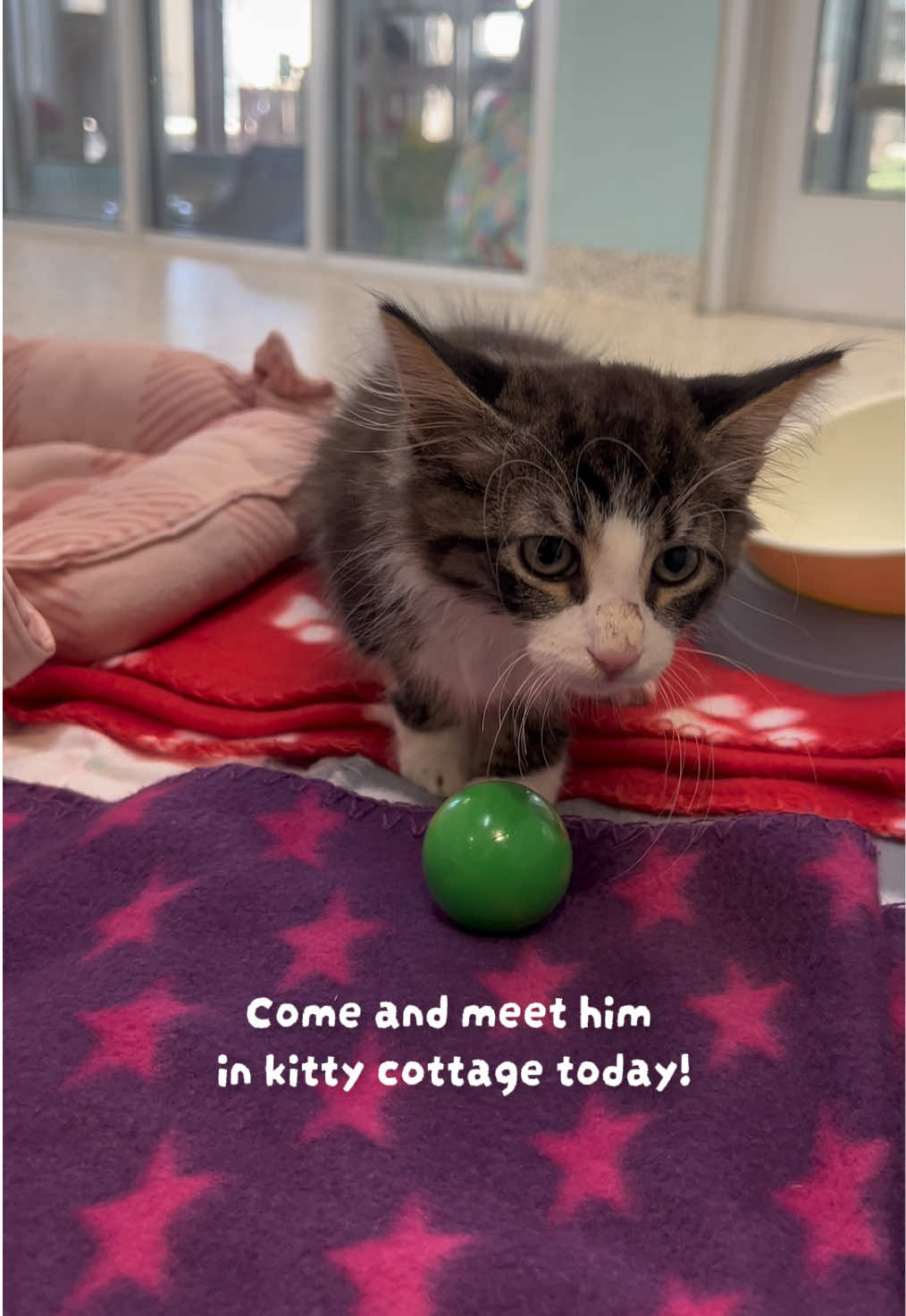 @San Antonio Humane Society
