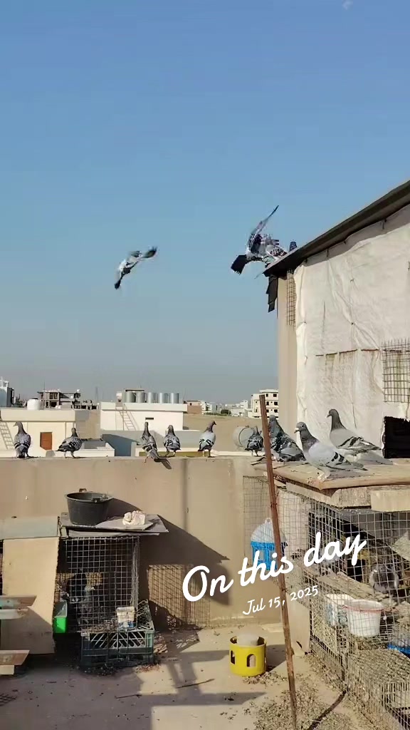 @duhok zajel