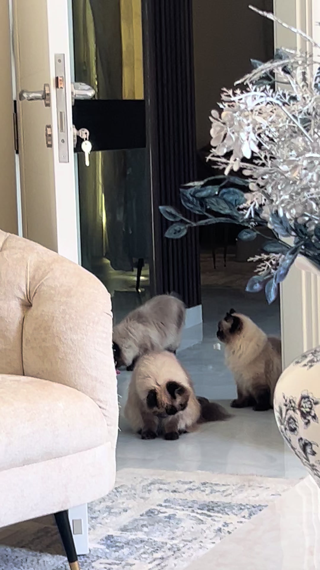@himalayancat0