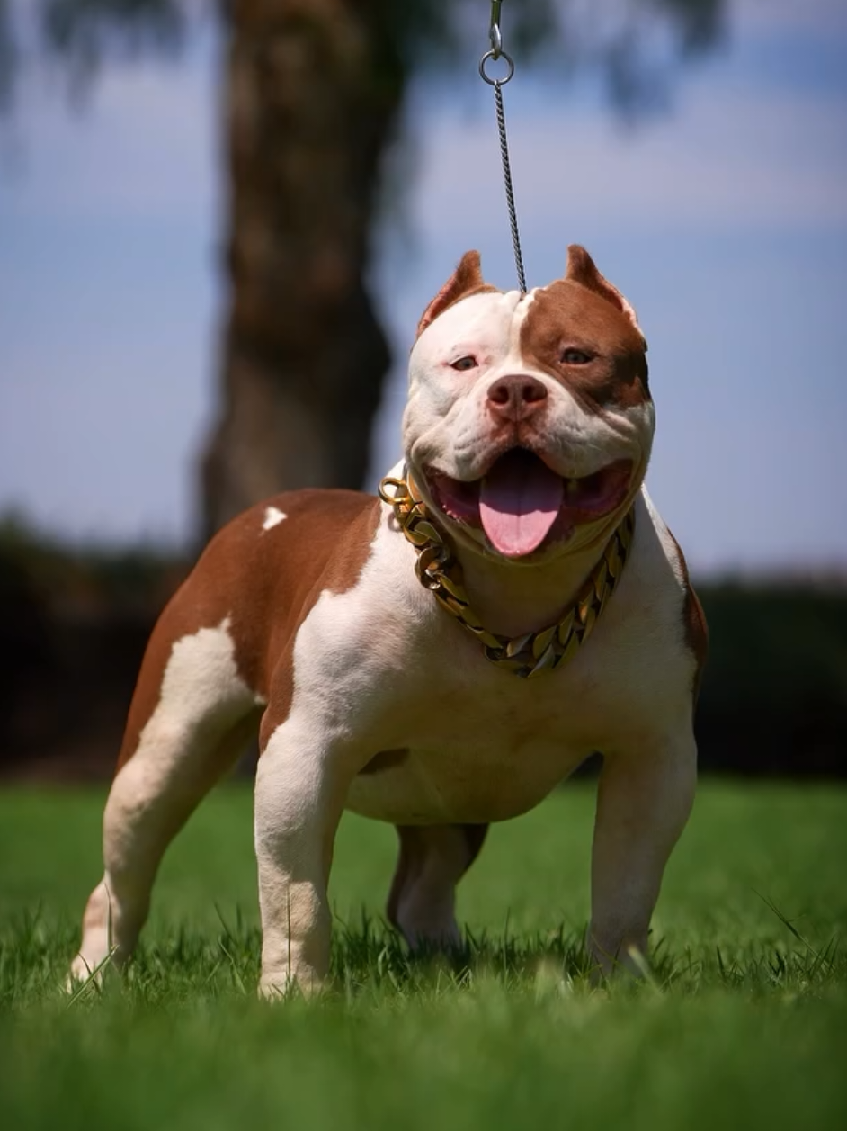 @K9 DZ