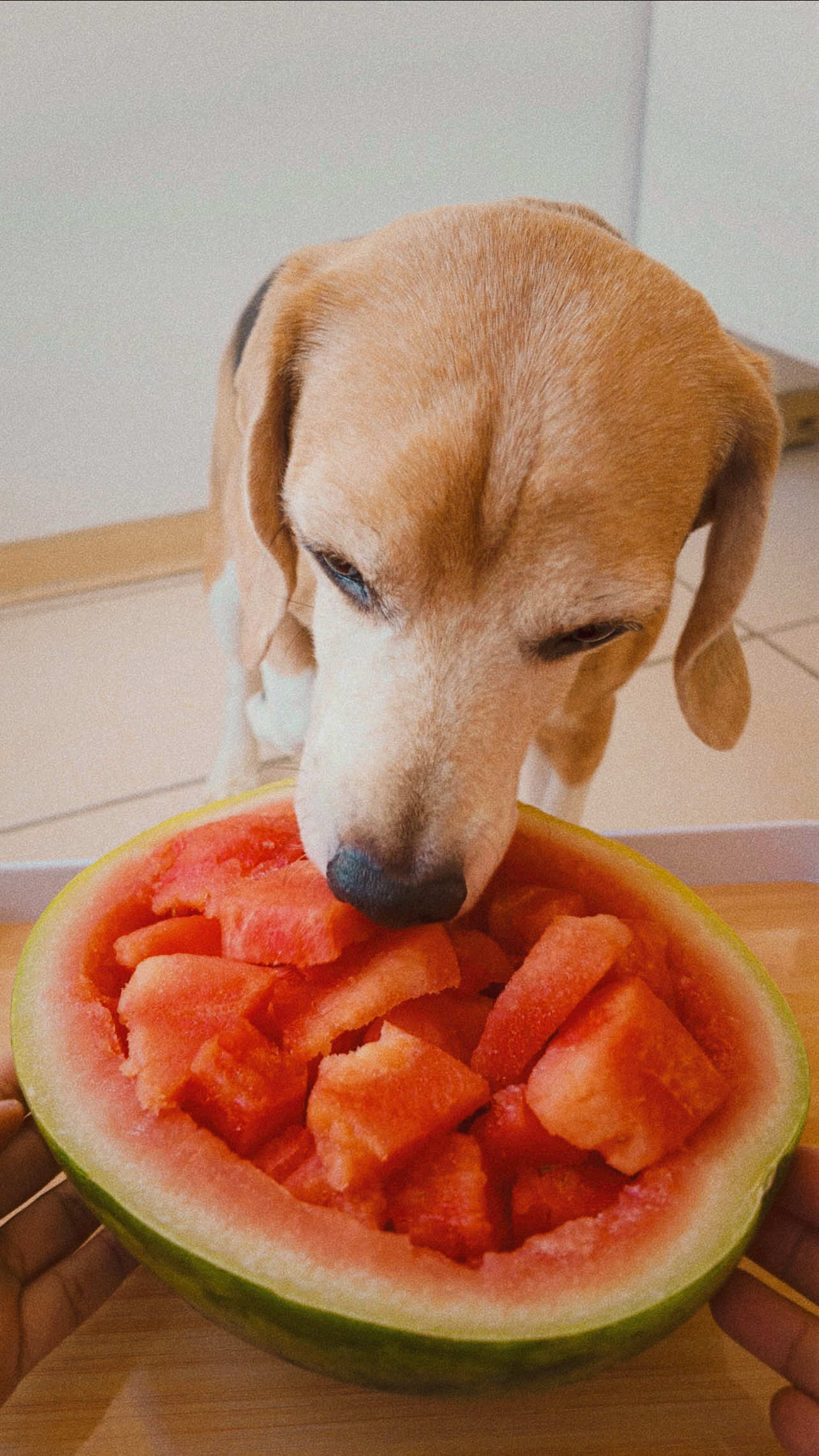 @Jake el perro