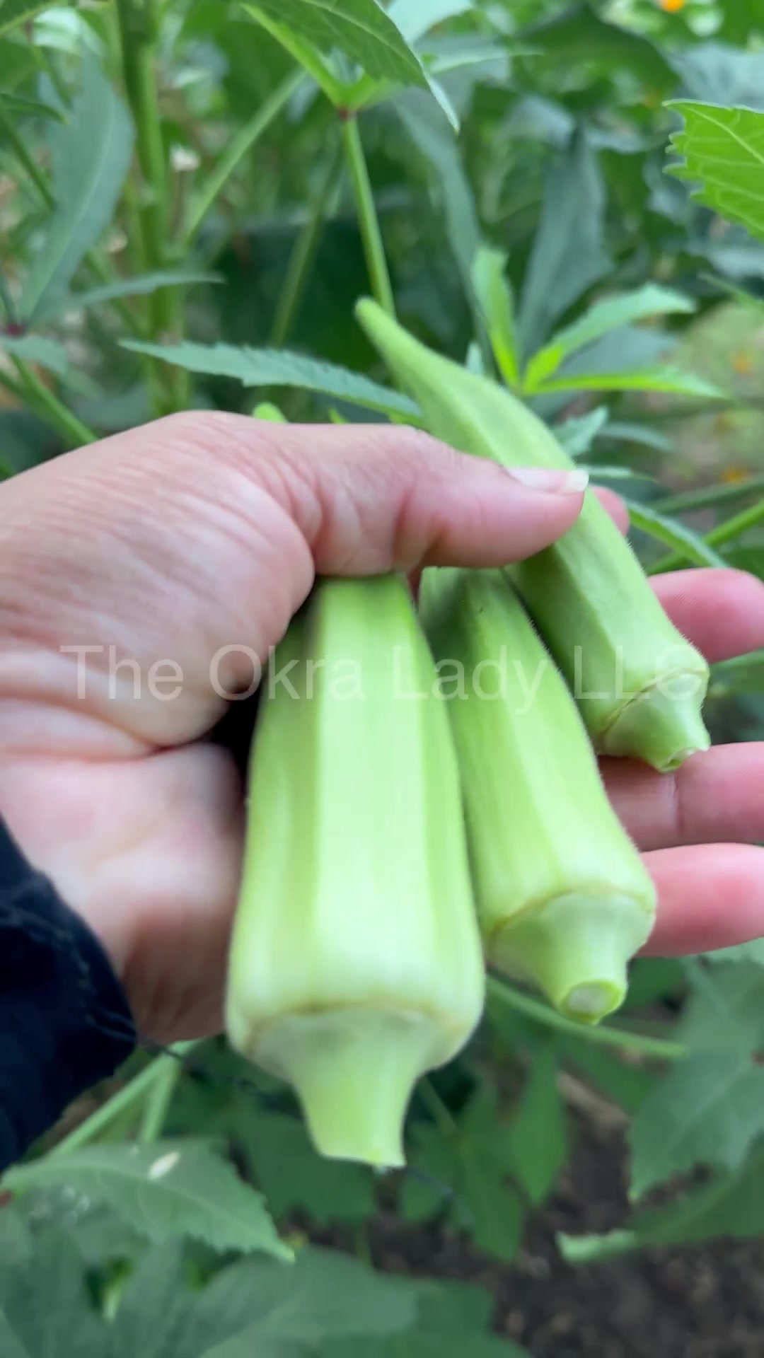 @The Okra Lady LLC