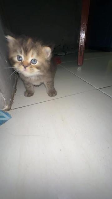 @Icha bia
