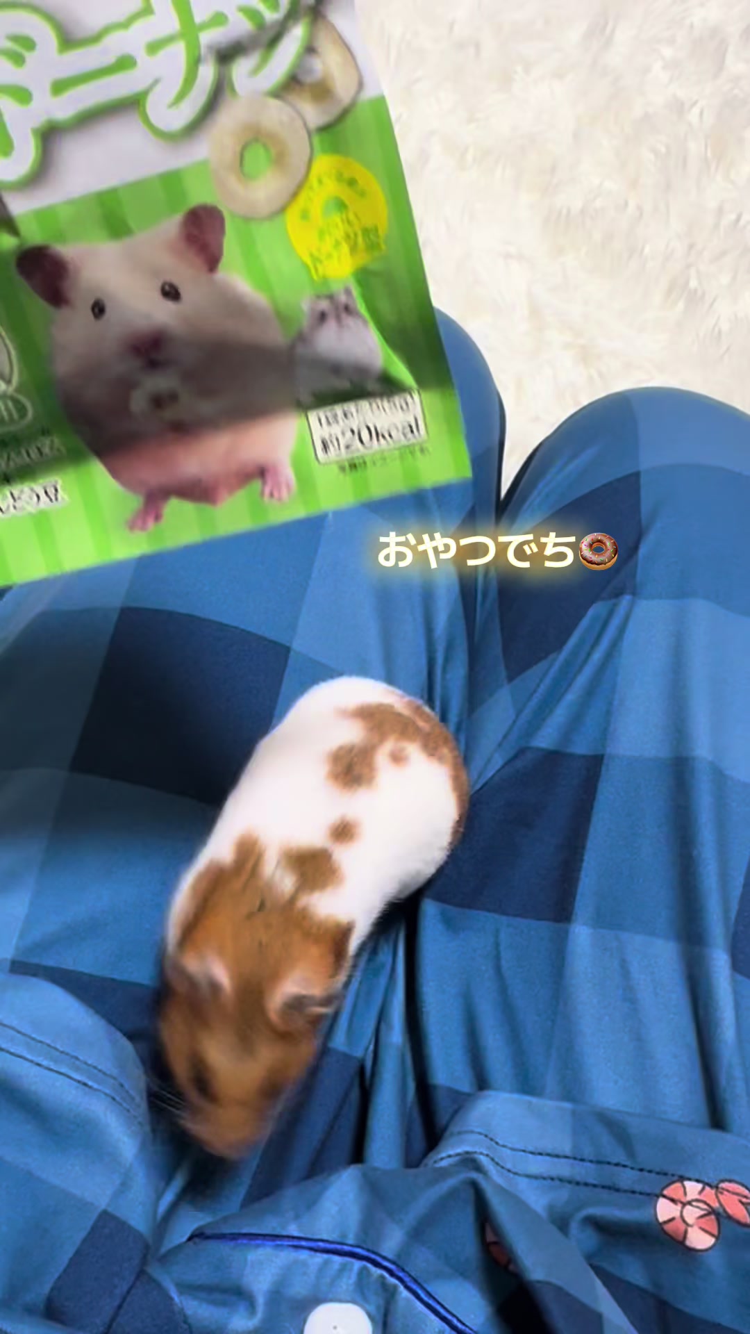 @ハム太は女の子🐹