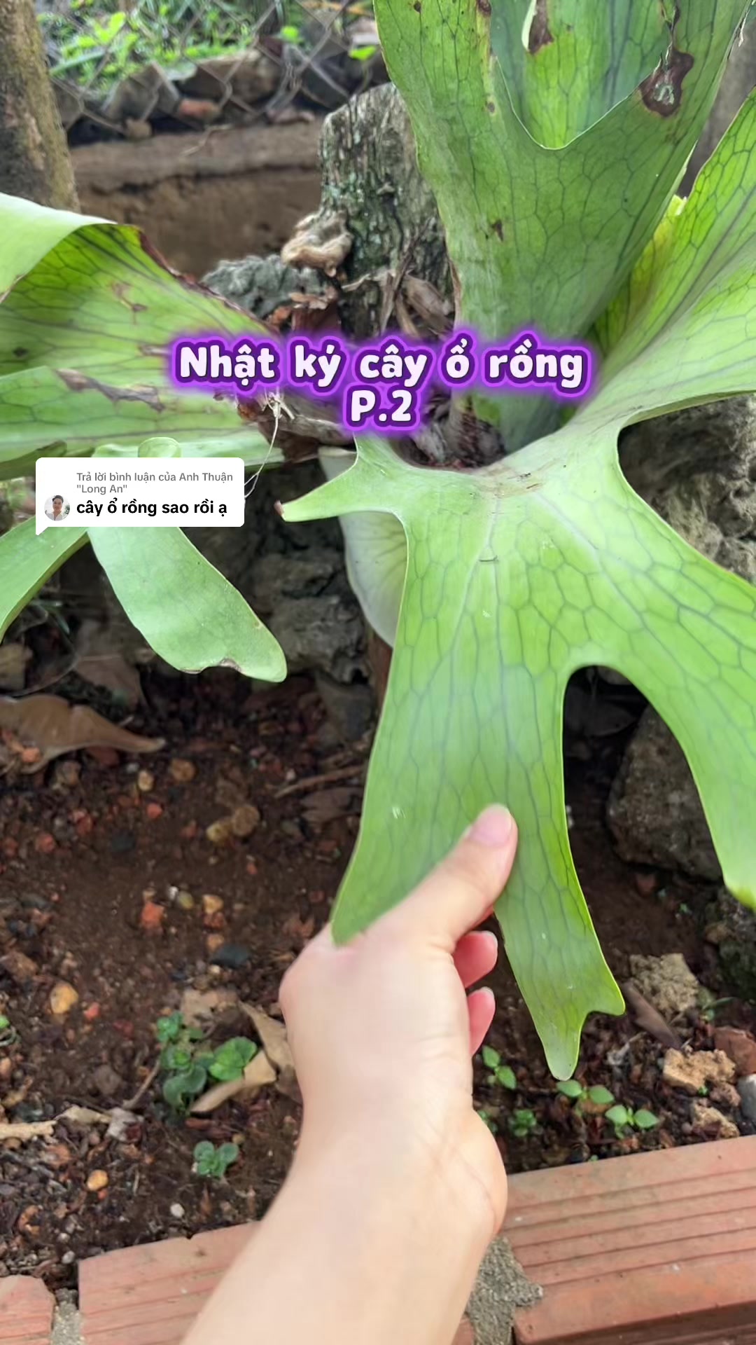 @ThaoJi
