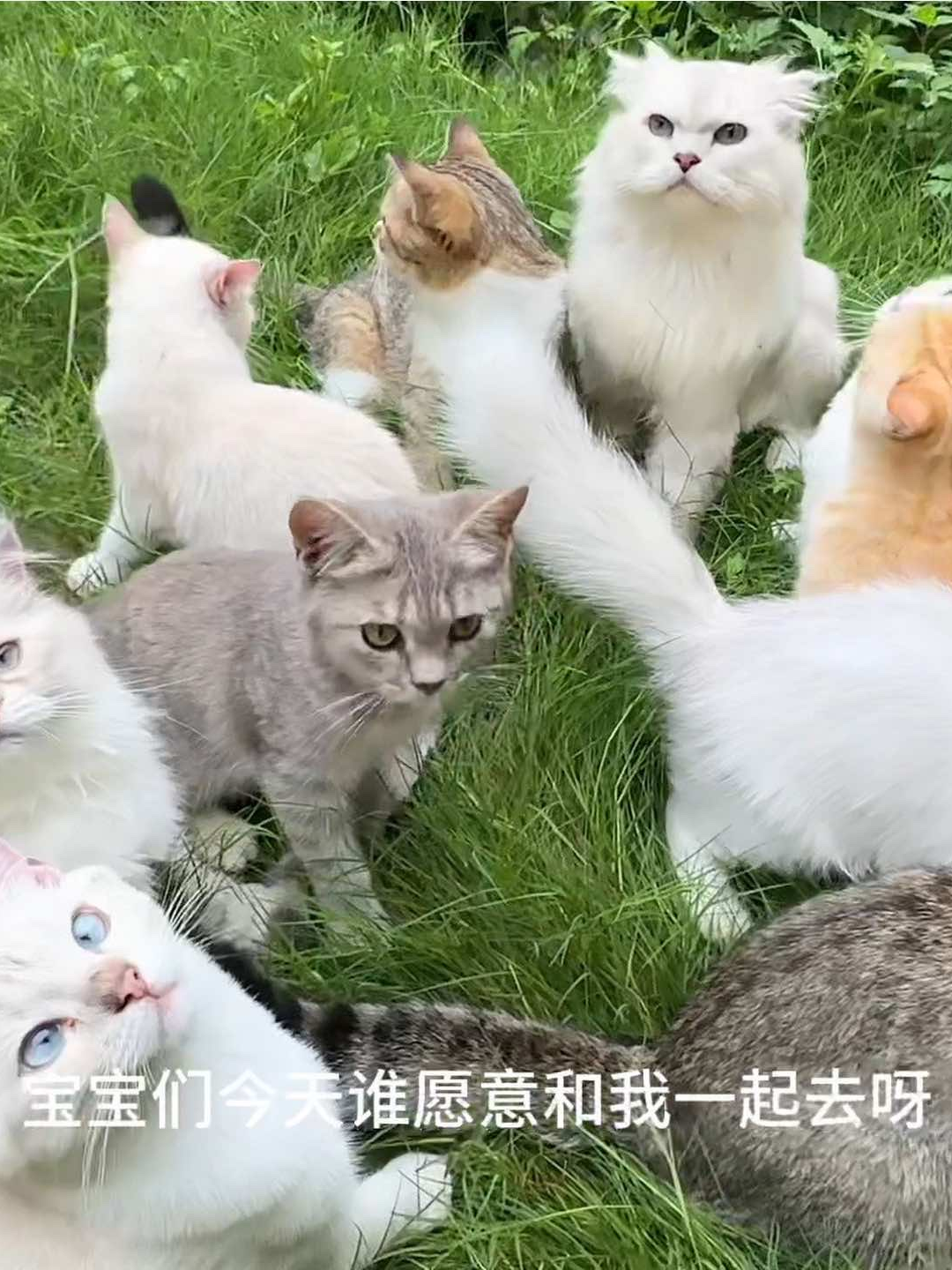 @终南山喵