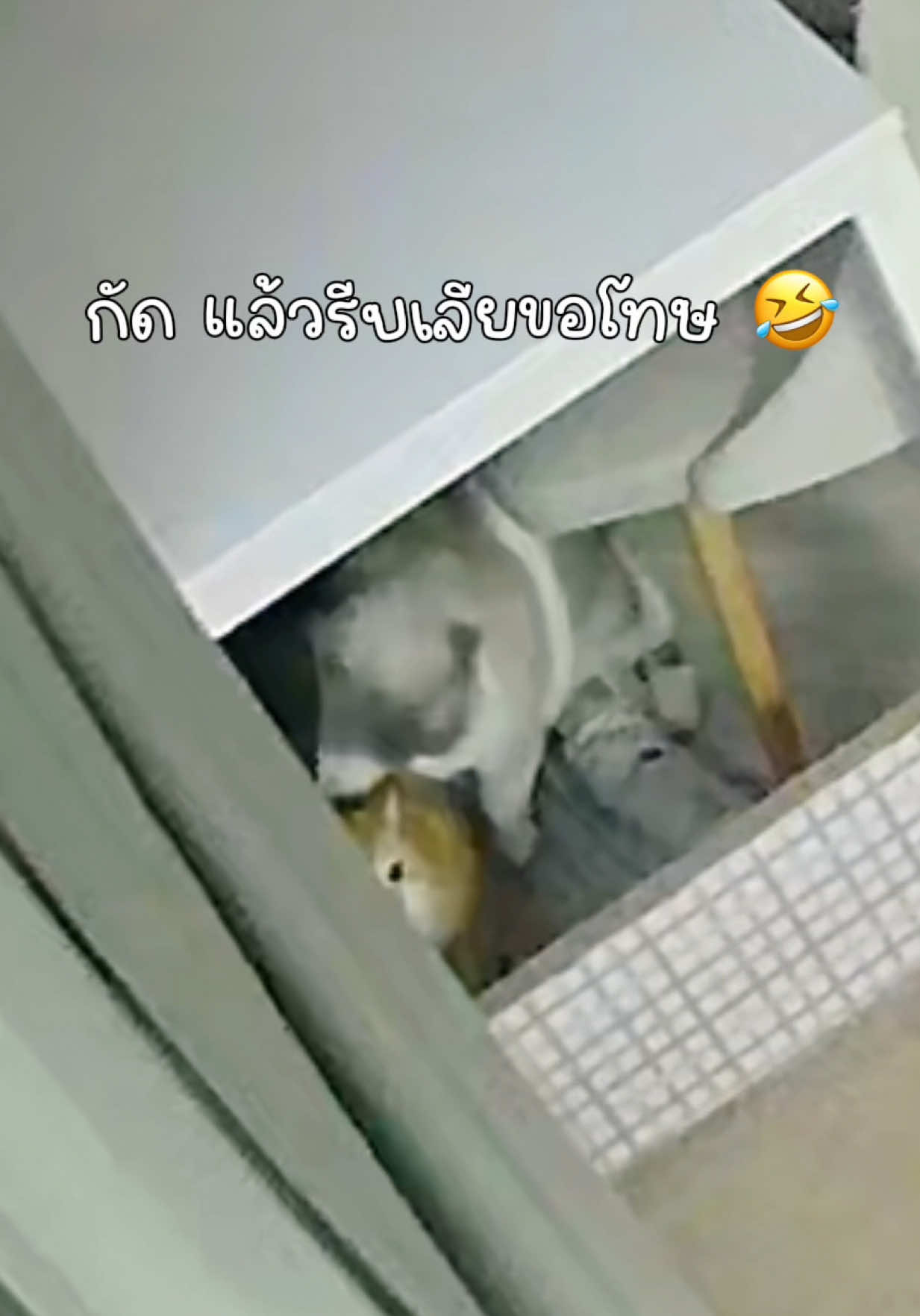 @ชิเอลแมวมึน 😺