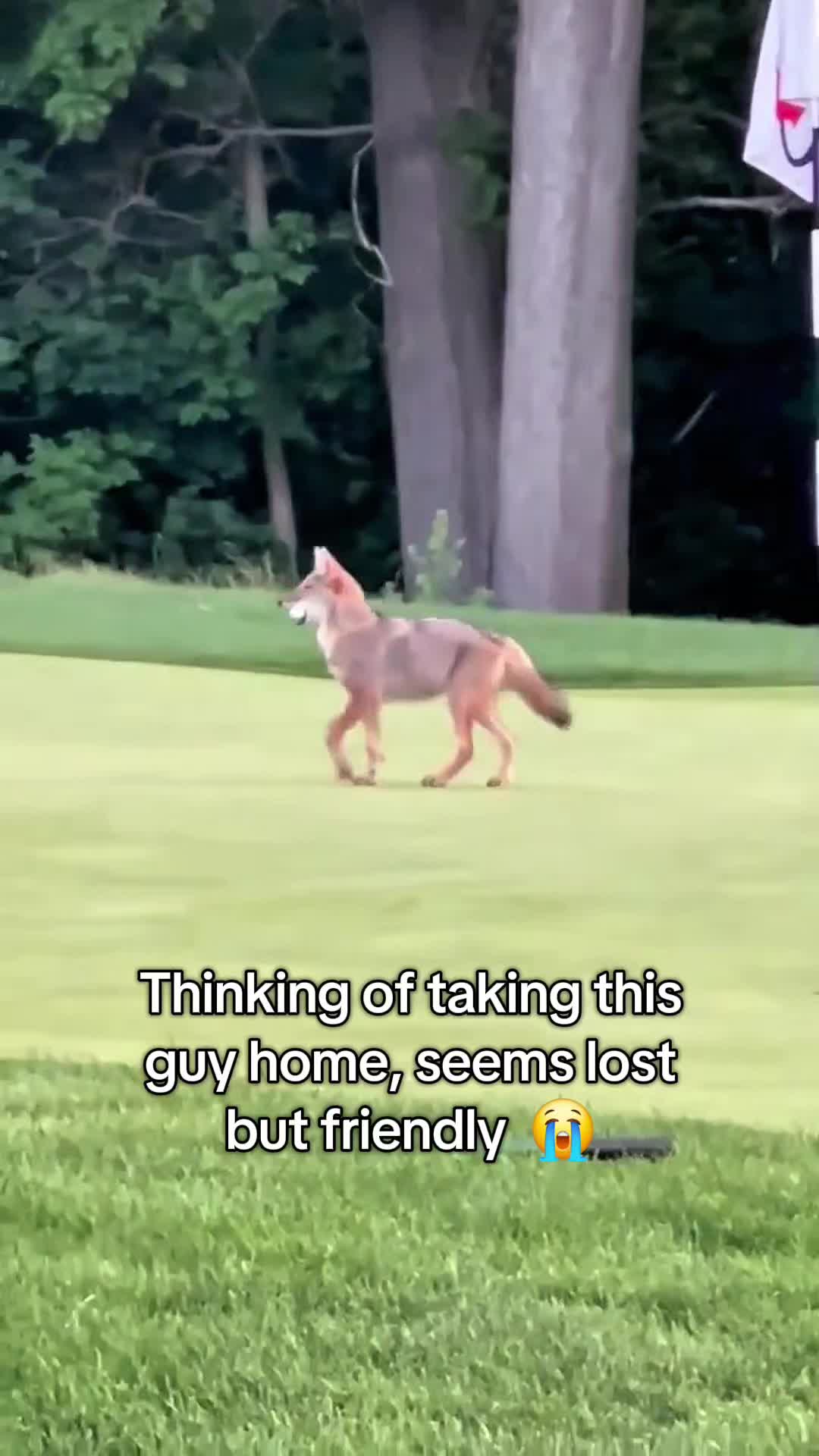 @Pawsitivitycore