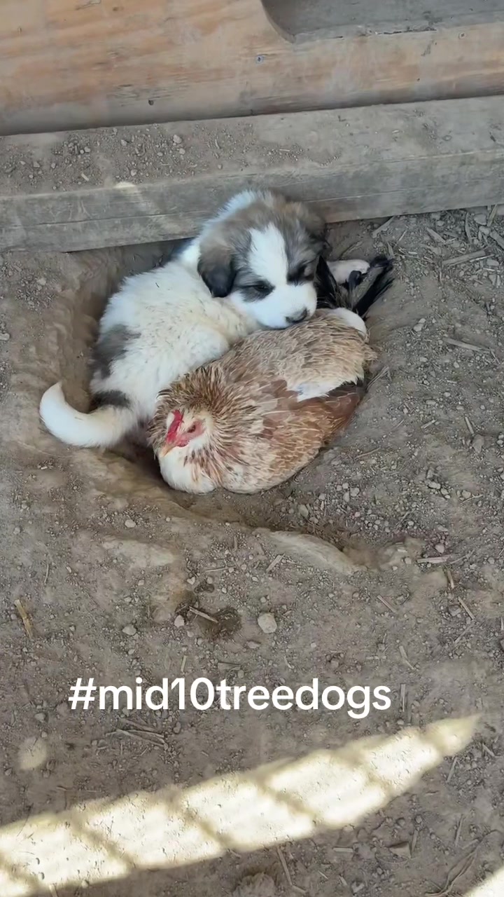 @mid10treedogs
