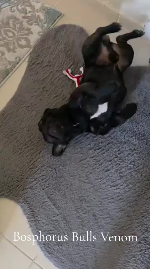 @Bosphorus Bulls French Bulldog