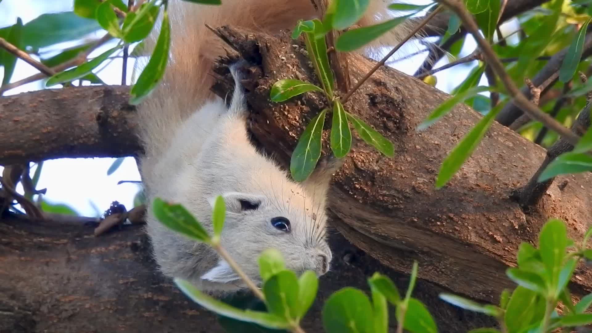 @Дхулайаскулчай Ендха @Муска