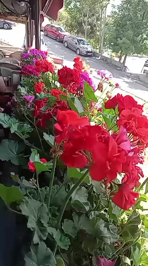 @💧Çiçek dostu 🇹🇷💧