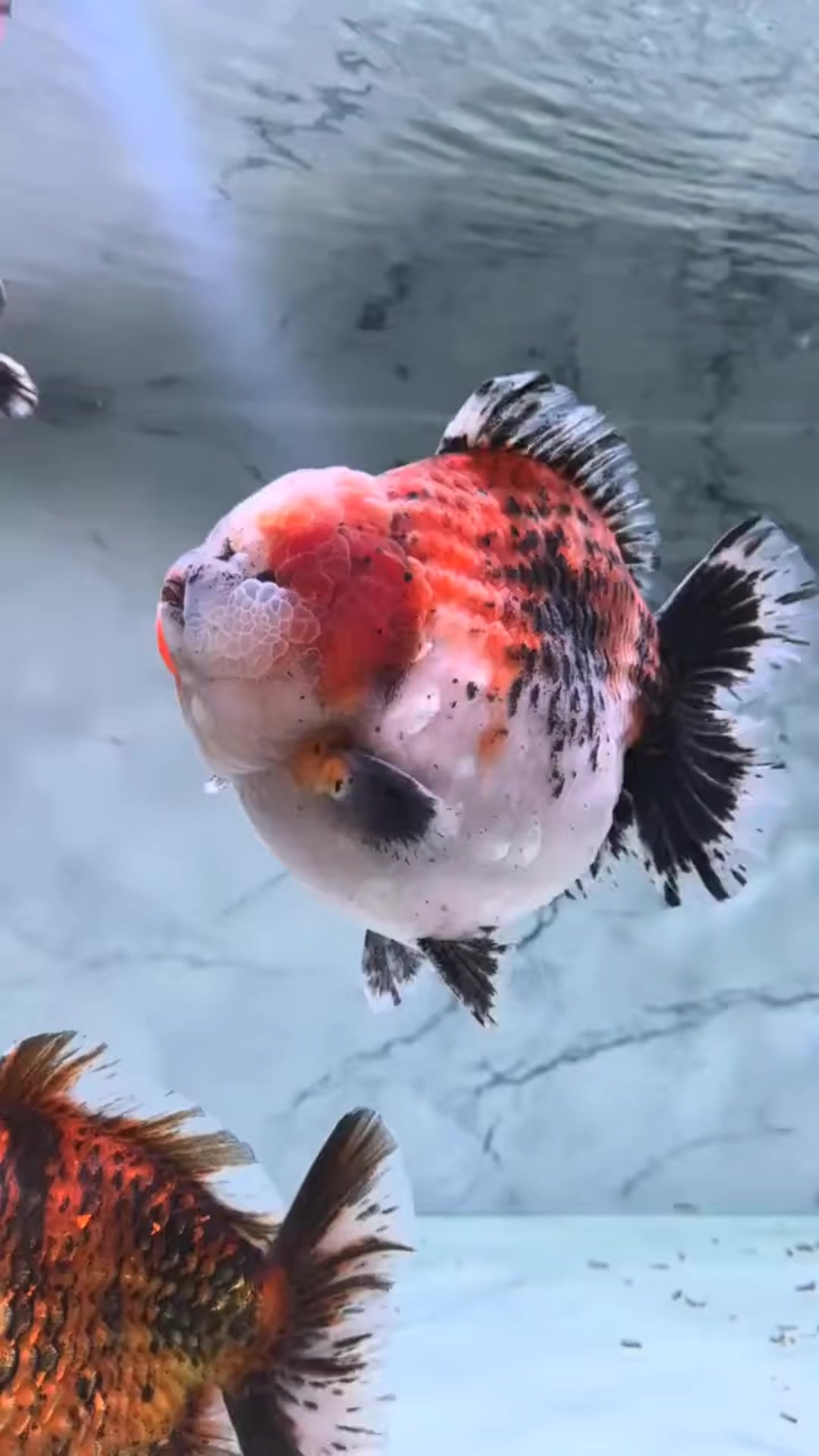 @𝕂𝕚𝕟𝕘 𝔾𝕠𝕝𝕕𝕗𝕚𝕤𝕙 3