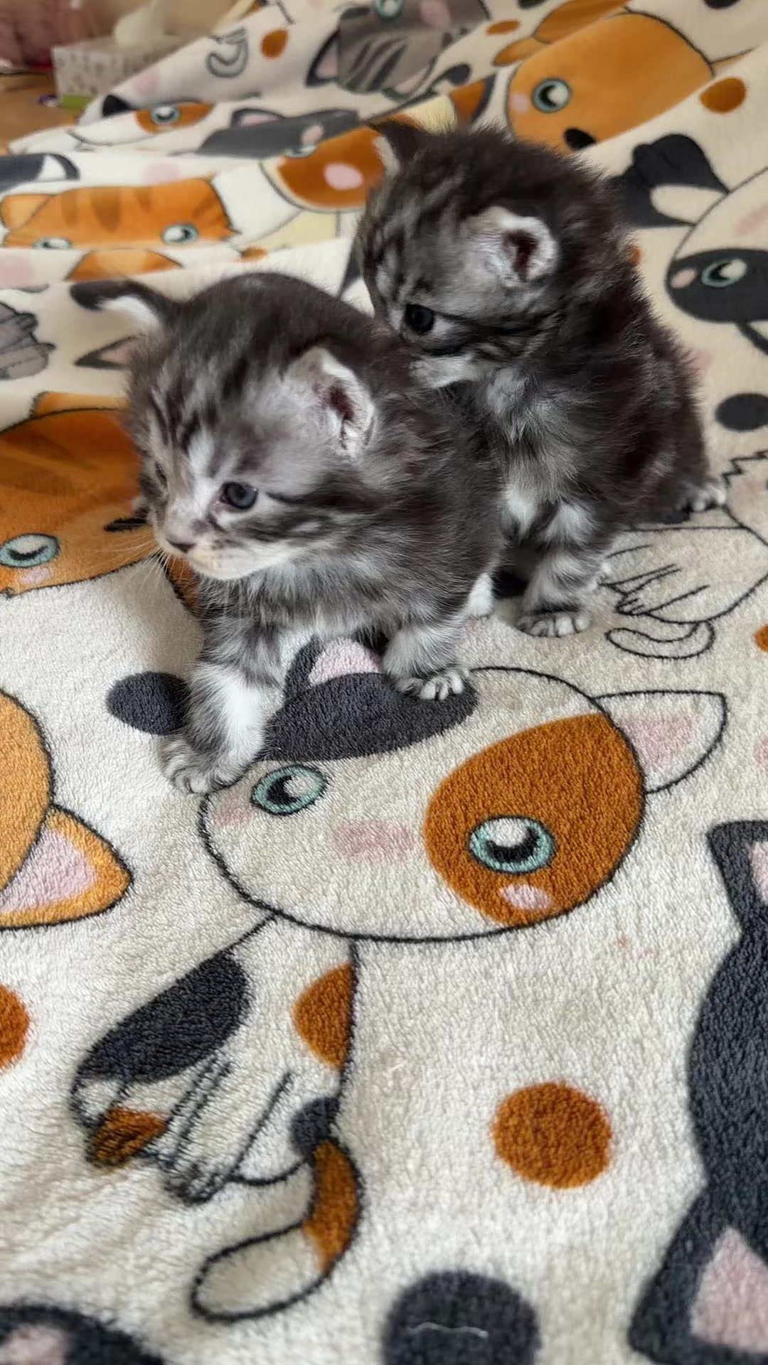 @PARAKENTOS*UA Maine coon