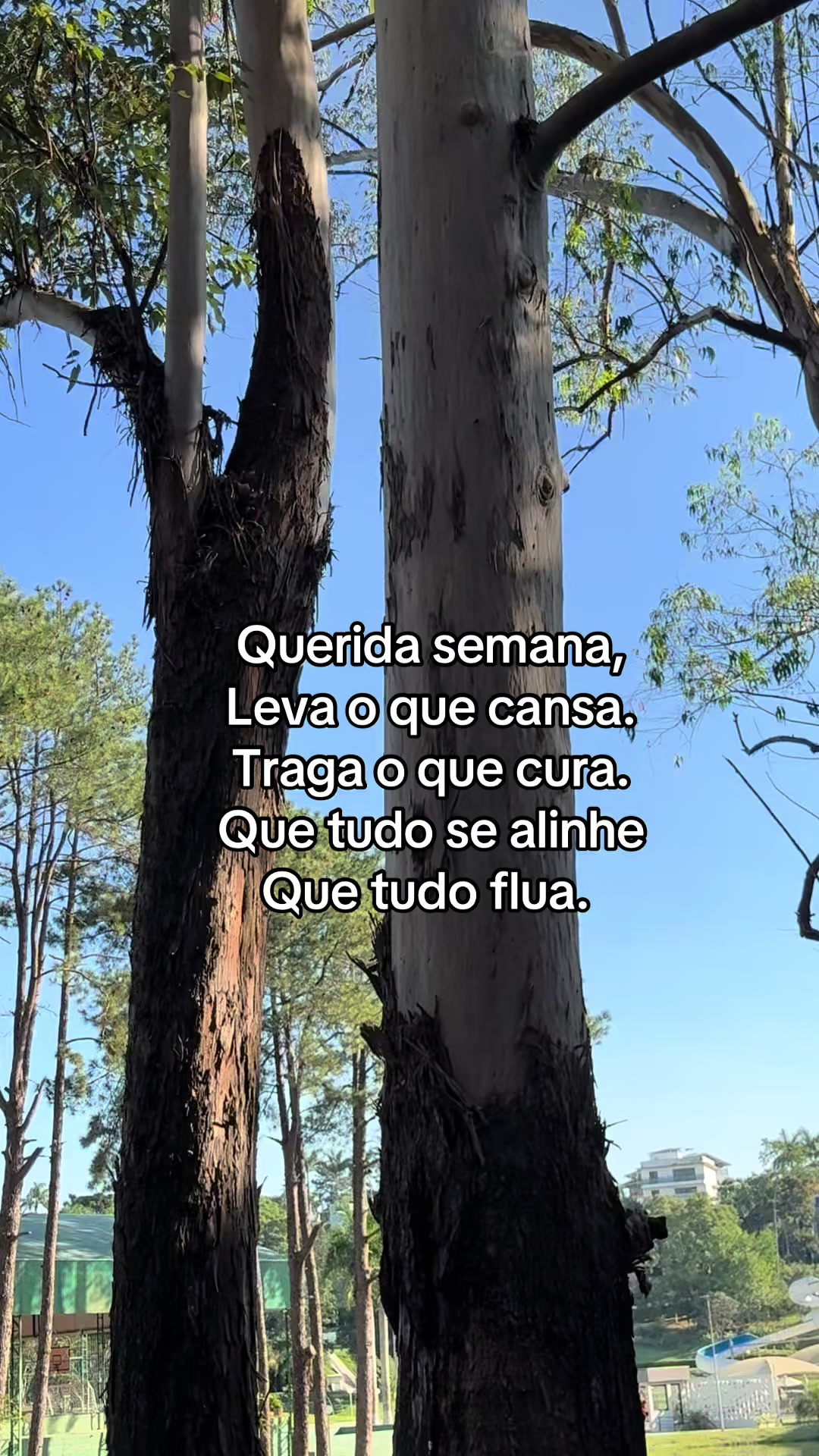 @nicoly_fonttinelly