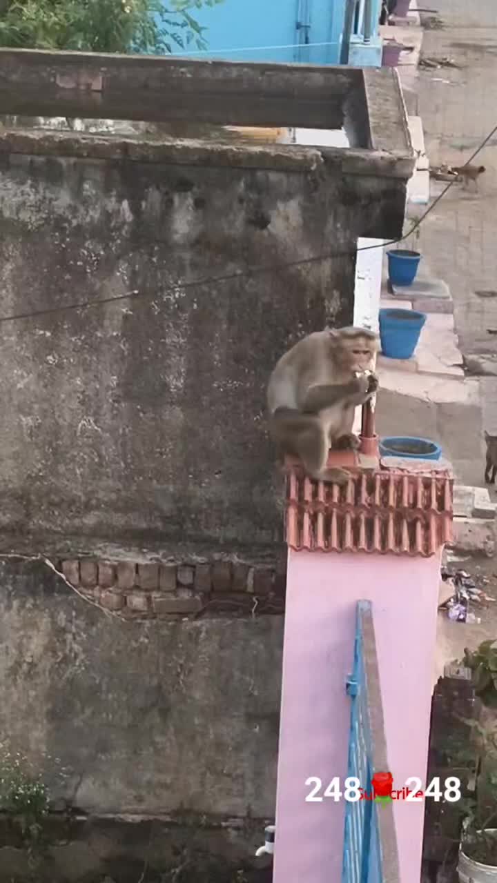 @பேப்பர் ஐடி 248 🌹1