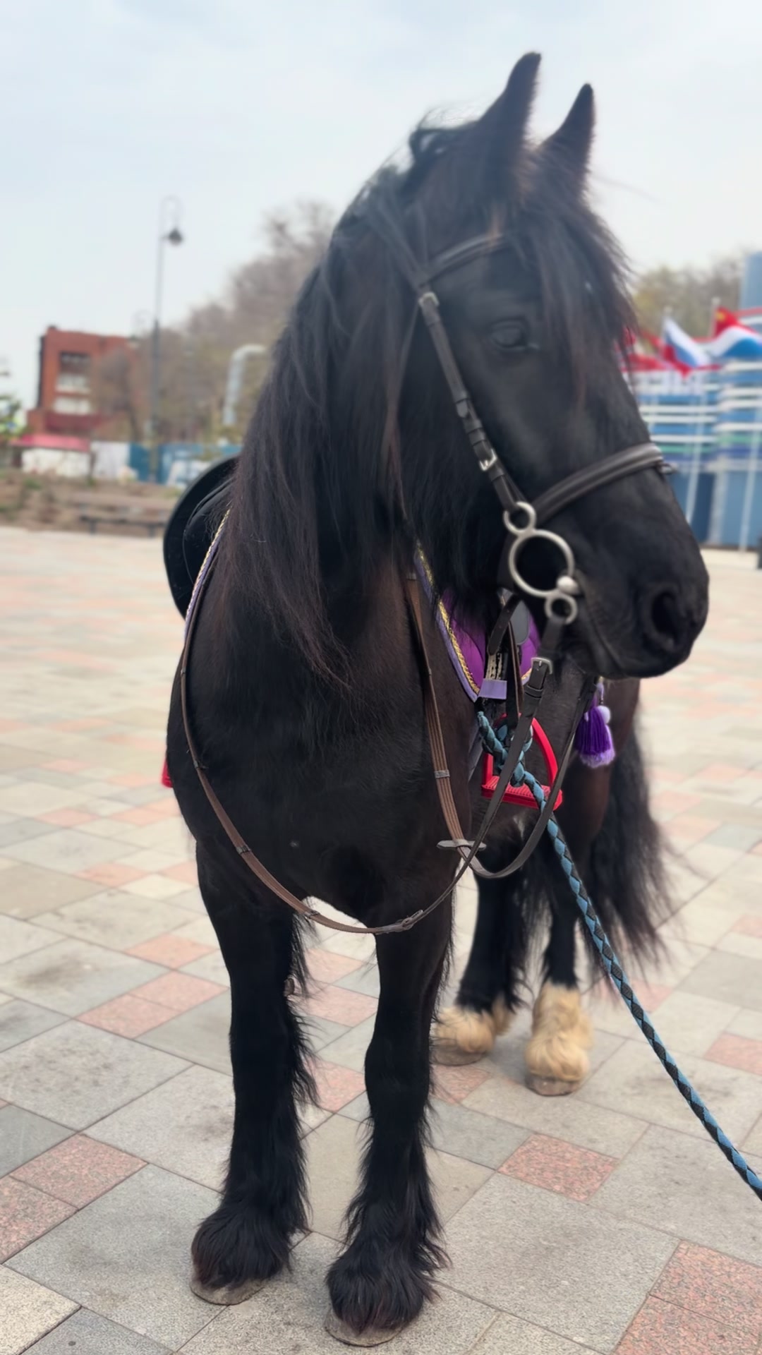 @🐴🤎