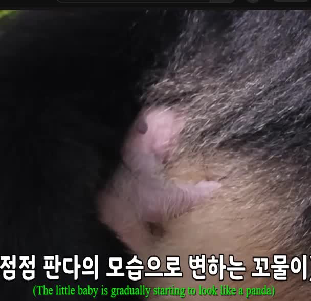 @K-PANDA kim